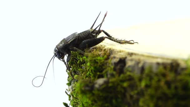 Cricket insect op een groen — Stockvideo