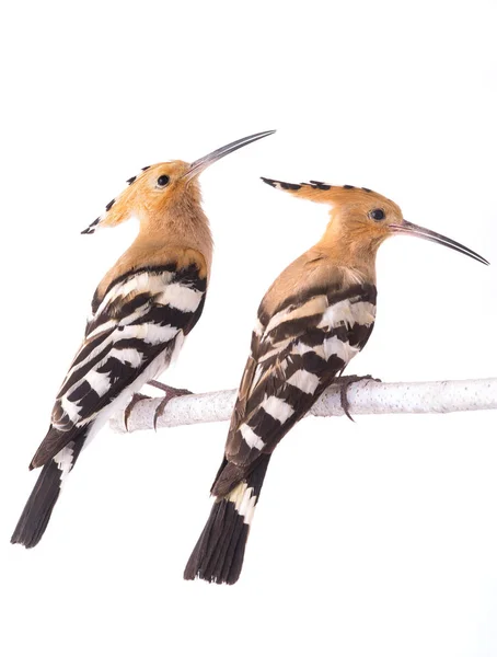 Dwa Eurazji hoopoe — Zdjęcie stockowe