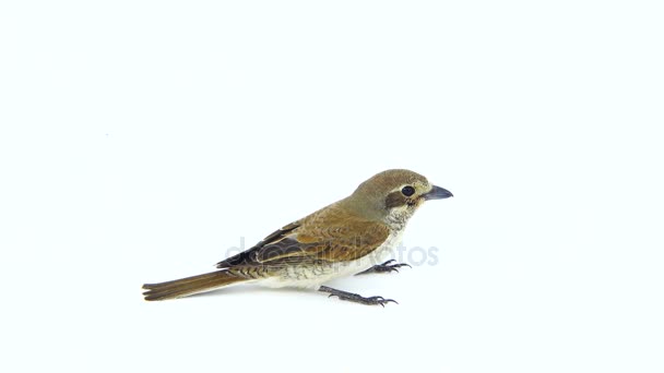 Rufous-tailed shrike (Lanius isabellinus) — Stock Video