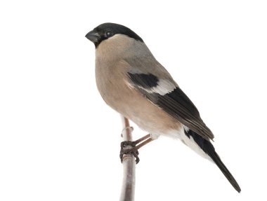 kadın bir şakrak kuşu