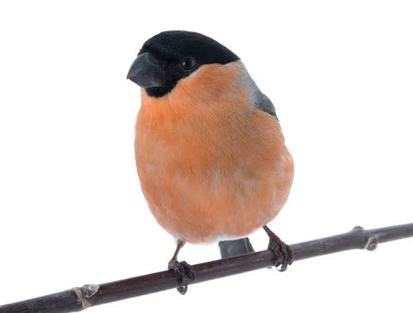 A male bullfinch — Stock Photo, Image