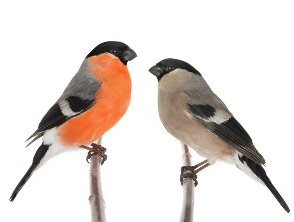 Male and female bullfinch — Stock Photo, Image