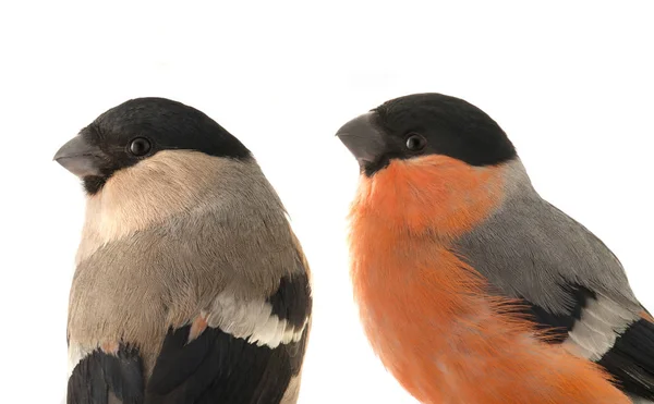 세로 남성과 여성의 멋쟁이 새의 일종 — 스톡 사진