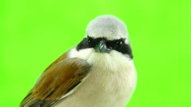 Kızıl sırtlı örümcek kuşu (lanius collurio)
