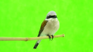 Kızıl sırtlı örümcek kuşu (lanius collurio)