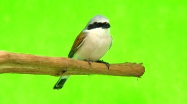 Kızıl sırtlı örümcek kuşu (lanius collurio)