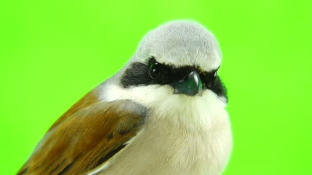 Shrike de apoio vermelho (Lanius collurio ) — Vídeo de Stock