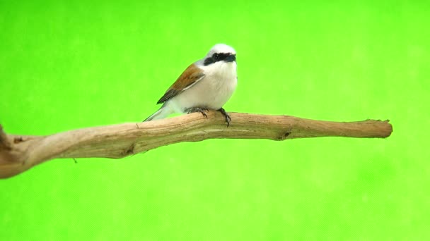 Shrike con respaldo rojo (Lanius collurio ) — Vídeo de stock