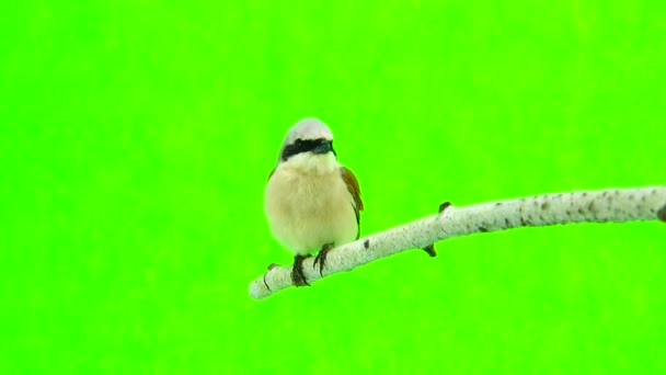 Shrike con respaldo rojo (Lanius collurio ) — Vídeo de stock