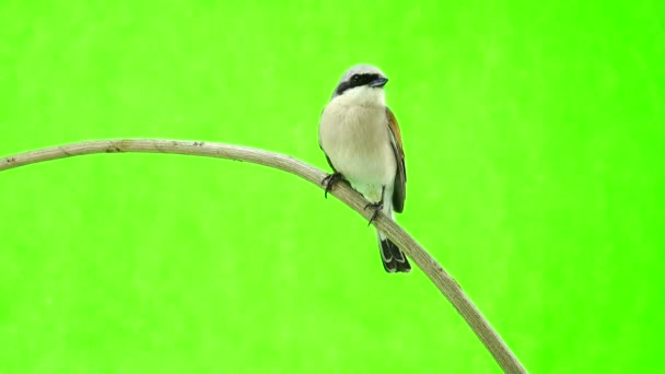 Shrike con respaldo rojo (Lanius collurio ) — Vídeo de stock