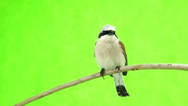 Shrike de apoio vermelho (Lanius collurio ) — Vídeo de Stock