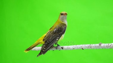 Genç Avrasya yeşil bir arka plan üzerinde izole sarıasma (Oriolus oriolus)