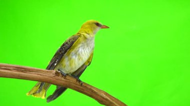 Genç Avrasya yeşil bir arka plan üzerinde izole sarıasma (Oriolus oriolus)