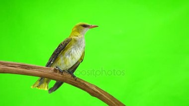 Genç Avrasya yeşil bir arka plan üzerinde izole sarıasma (Oriolus oriolus)