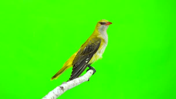 Giovane Eurasiatica Golden Oriole (Oriolus oriolus) isolato su uno sfondo verde — Video Stock