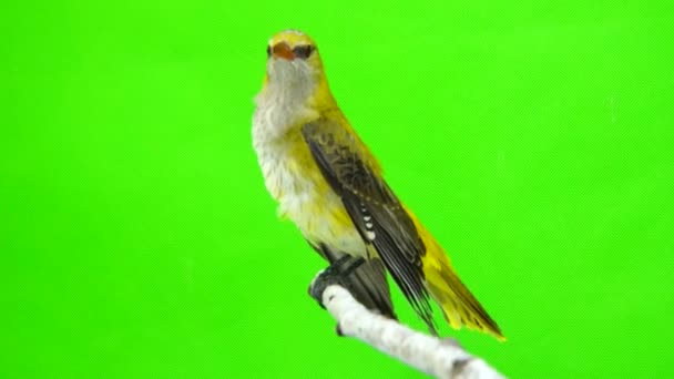 Junger eurasischer Pirol (oriolus oriolus) isoliert auf grünem Hintergrund — Stockvideo