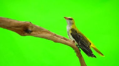 Genç Avrasya yeşil bir arka plan üzerinde izole sarıasma (Oriolus oriolus)