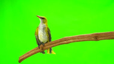 Genç Avrasya yeşil bir arka plan üzerinde izole sarıasma (Oriolus oriolus)