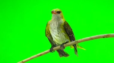 Genç Avrasya yeşil bir arka plan üzerinde izole sarıasma (Oriolus oriolus)