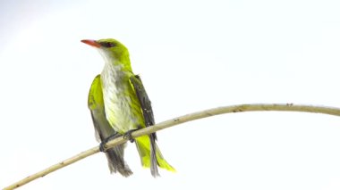 Genç Avrasya beyaz bir arka plan üzerinde izole sarıasma (Oriolus oriolus)