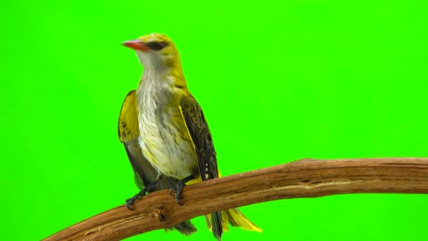 Ung Sommargyllingen (Oriolus oriolus) isolerad på en grön bakgrund — Stockvideo