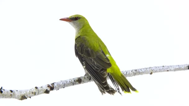 Oriole dourado eurasiano jovem (Oriolus oriolus) isolado sobre um fundo branco — Vídeo de Stock