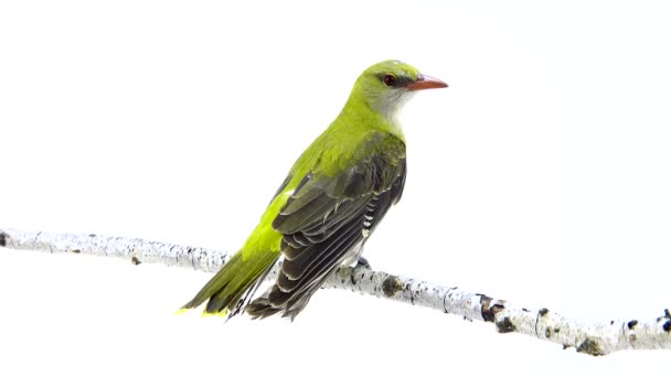 Oriol dorado eurasiático joven (Oriolus oriolus) aislado sobre un fondo blanco — Vídeos de Stock