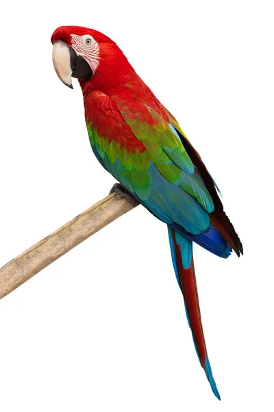 Papagei (ara chloroptera)) — Stockfoto