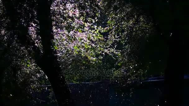 Flying poplar down against the background of a tree — Stock Video