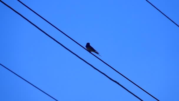 Common Swift (Apus apus) op een blauwe — Stockvideo