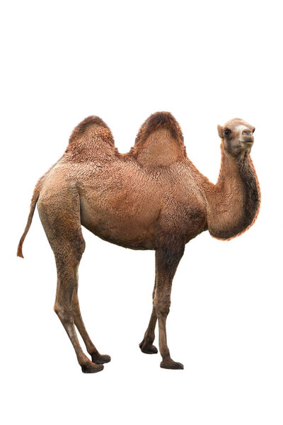 young camel on a white 