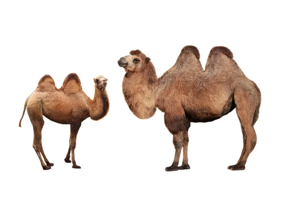 Καμήλα και νέοι καμήλα — Φωτογραφία Αρχείου