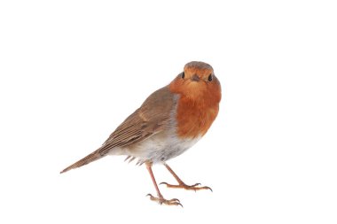 Avrupa bülbülü (Erithacus rubecula)