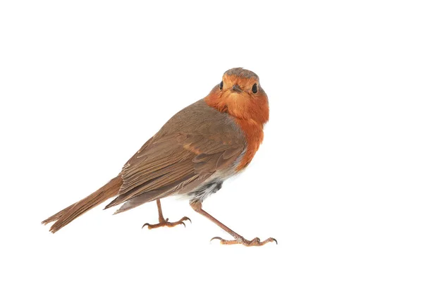 Európai vörösbegy (Erithacus rubecula)) — Stock Fotó