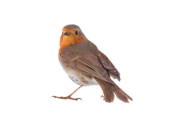 Rubin europejski (Erithacus rubecula)) — Zdjęcie stockowe