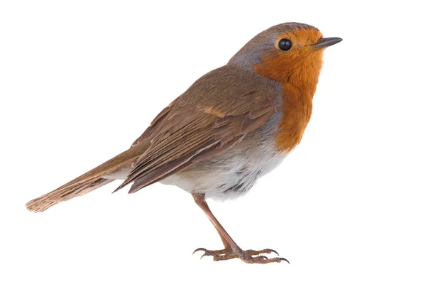 European robin (Erithacus rubecula) — Stock Photo, Image