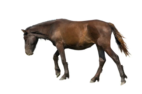 Ló megy, szél ellen — Stock Fotó