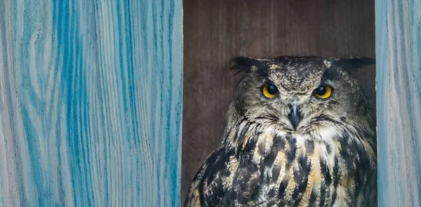 Owl bubo on a blue — Stock Photo, Image