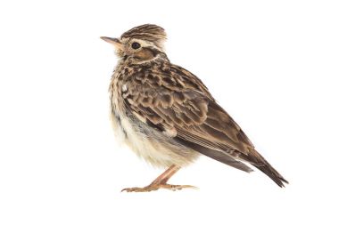 Ahşap toygar (Lullula arborea) 