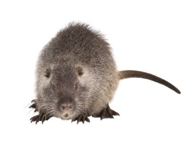 Coypu (myocastor adatavşanları) 