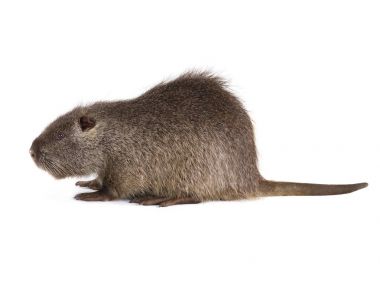 Coypu (myocastor adatavşanları) 