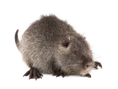 Coypu (myocastor adatavşanları) 