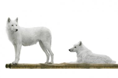 Wolfs beyaz izole 