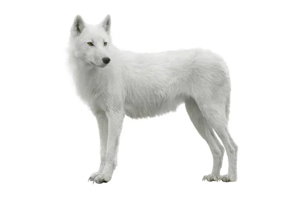 Geïsoleerd op een witte Wolf — Stockfoto