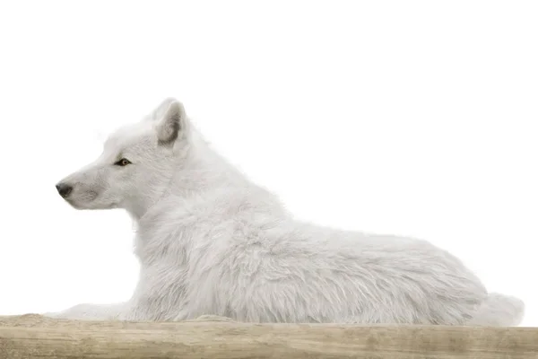 Geïsoleerd op een witte Wolf — Stockfoto