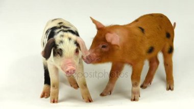 Beyaz bir arka plan üzerinde iki domuz