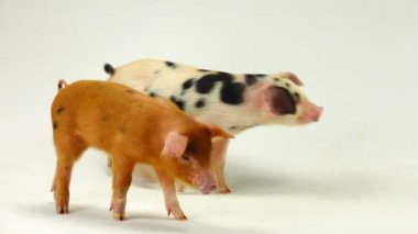 Beyaz bir arka plan üzerinde iki domuz