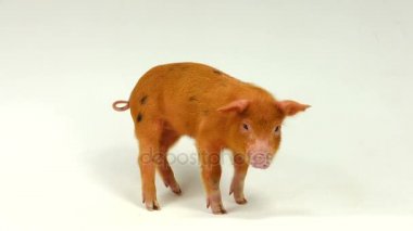 Beyaz bir arka plan üzerinde domuz