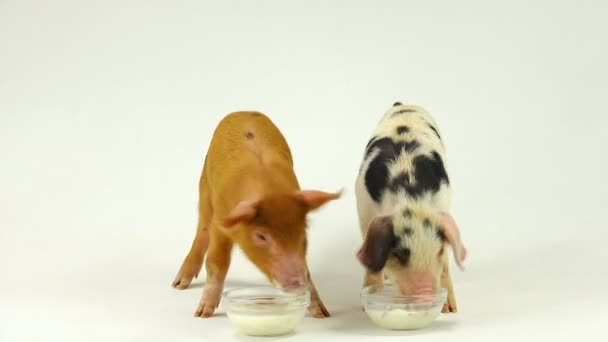 Dvě prasata na bílém pozadí — Stock video