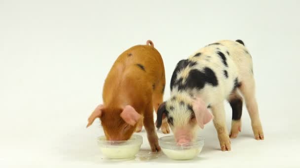 Dos cerdos sobre un fondo blanco — Vídeos de Stock